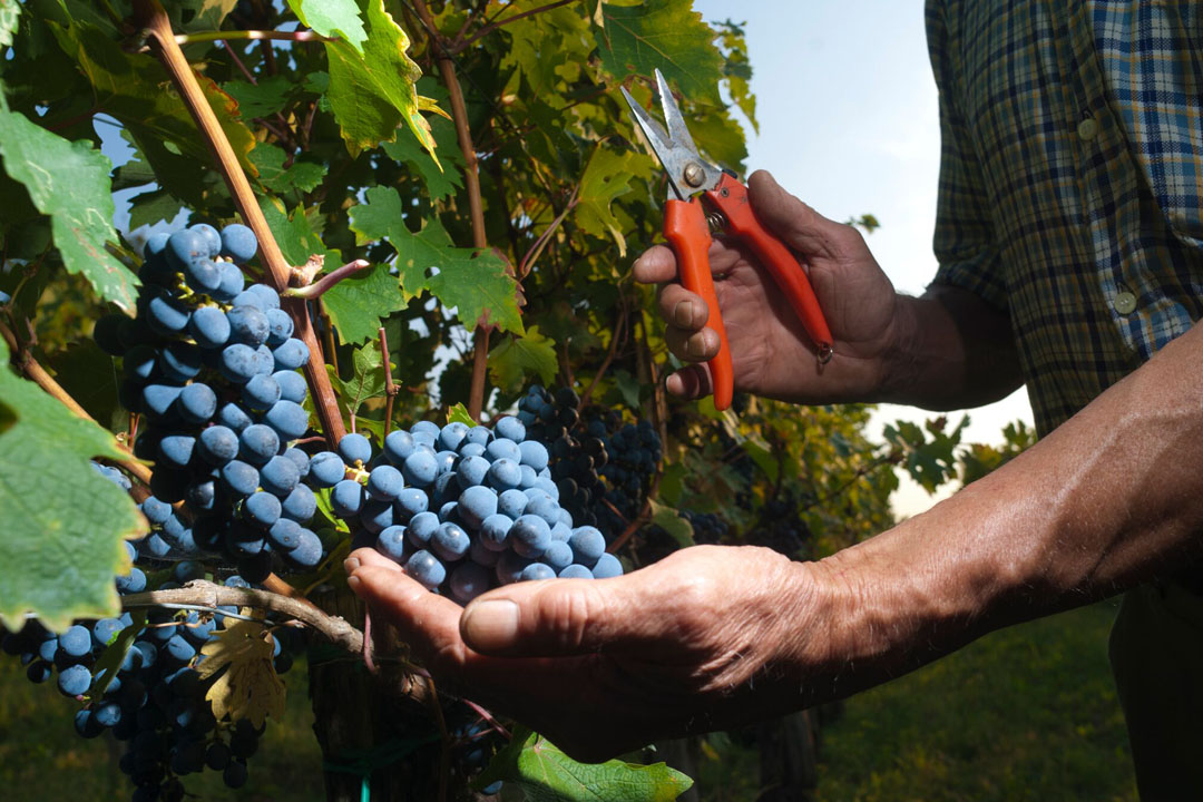 web Simcic 05 small.jpg