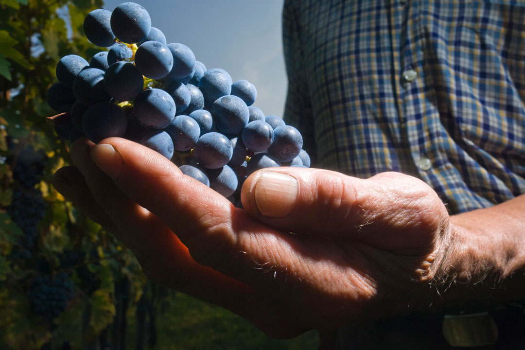 web Simcic 06 small.jpg