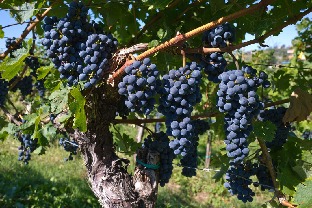 web Simcic 09 small.jpg